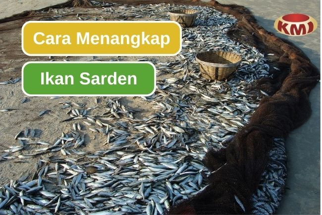 5 Cara Yang Biasa Digunakan Untuk Menangkap Sarden